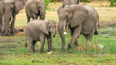 Photo of Mueren envenenados 12 elefantes en un parque de Zimbabue