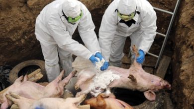 Photo of EEUU prohibe entrada carnes de cerdo de RD tras confirmar peste porcina africana