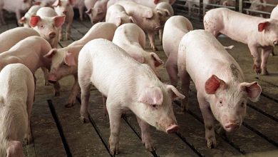 Photo of Gobierno informa pago a los primeros 80 productores afectados con eliminación de cerdos