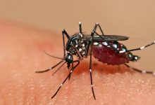 Photo of Casos de Dengue en el país casi se cuadruplican; se registran 11 muertes