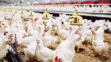 Photo of Importarán 2 millones de pollos y huevos para mitigar precios, según Agricultura
